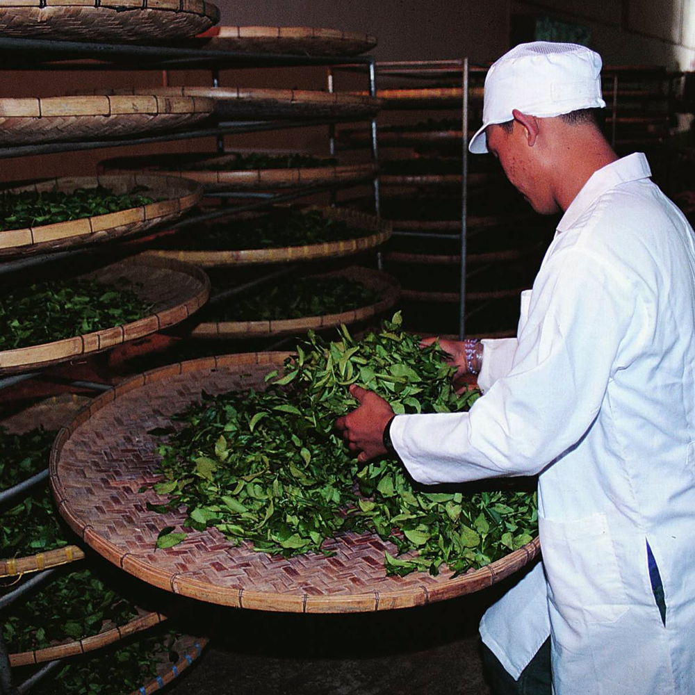 THAI SOFT STEM OOLONG NO.17 Organic THAI SOFT STEM OOLONG NO.17 Organic