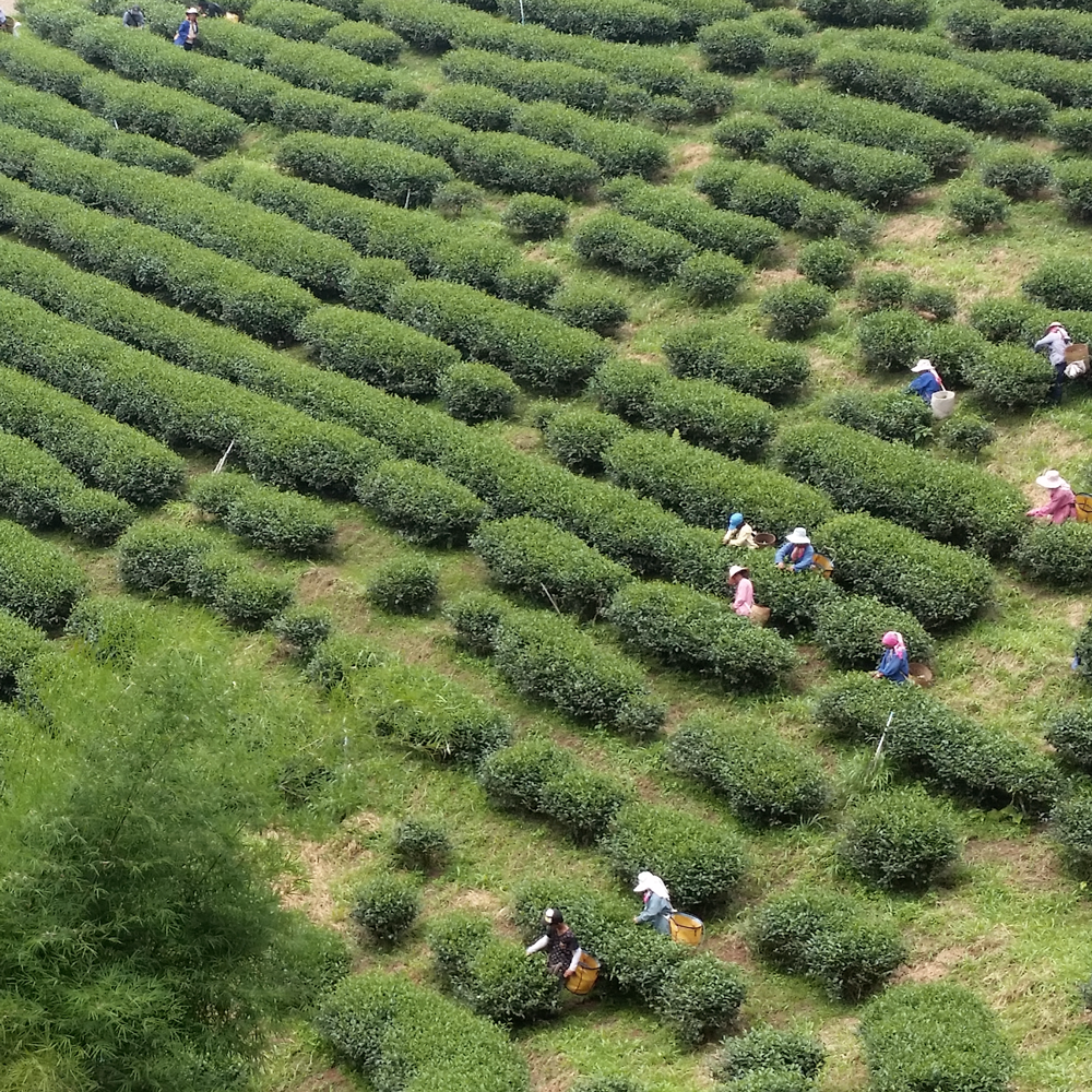 THAI BEAUTY OOLONG BIO THAI BEAUTY OOLONG BIO