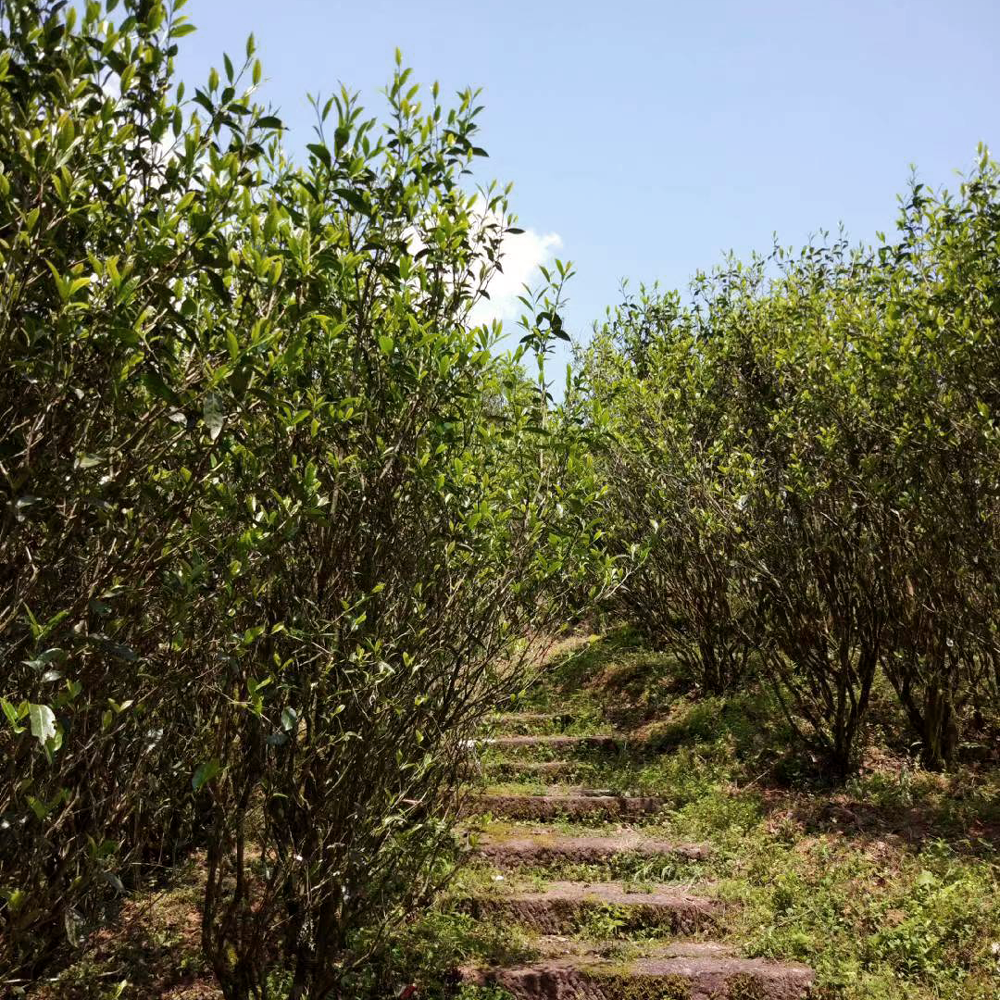 OOLONG ZHANGPING SHUI XIAN SANS.PEST