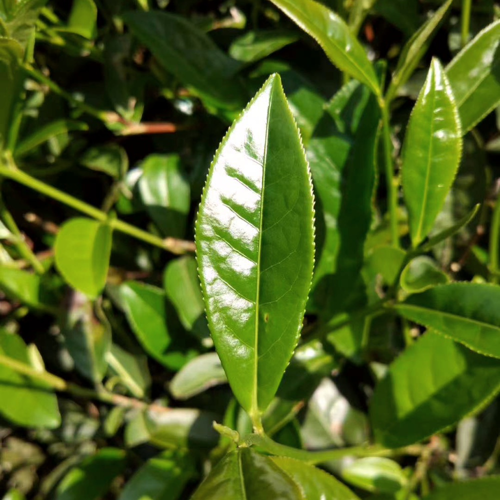 OOLONG ZHANGPING SHUI XIAN SANS.PEST