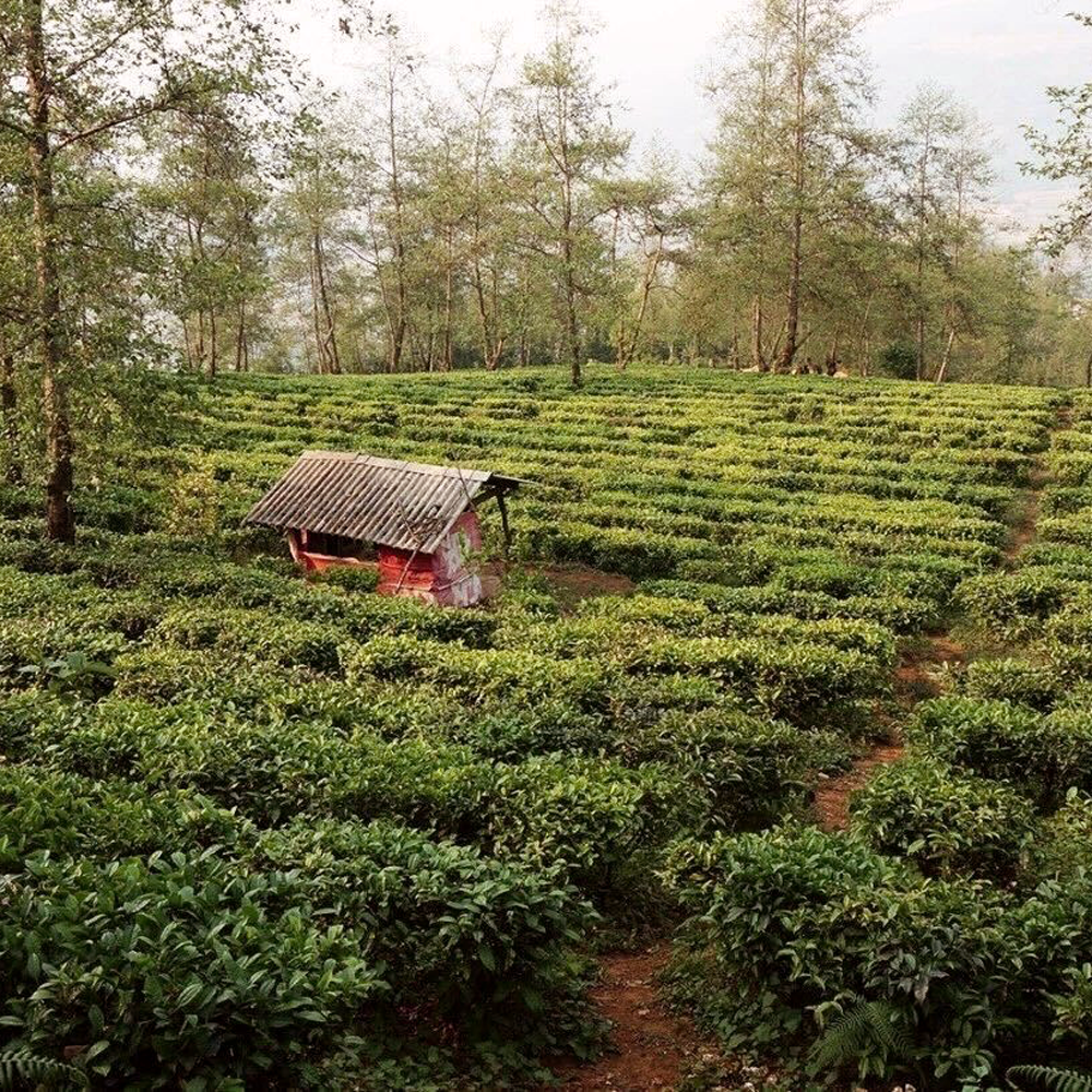 Yunnan Moonlight Silver Needle Bio