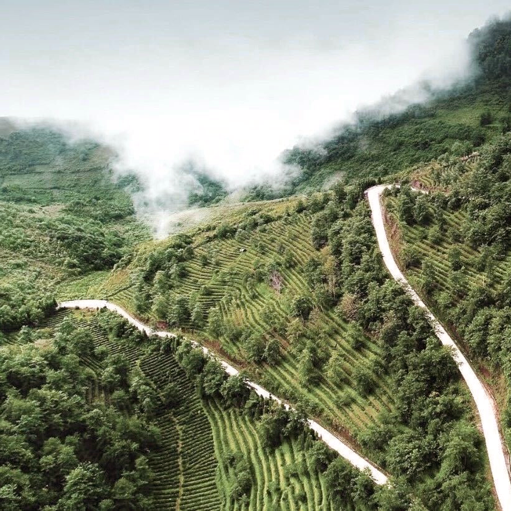 Yunnan Moonlight Silver Needle Bio