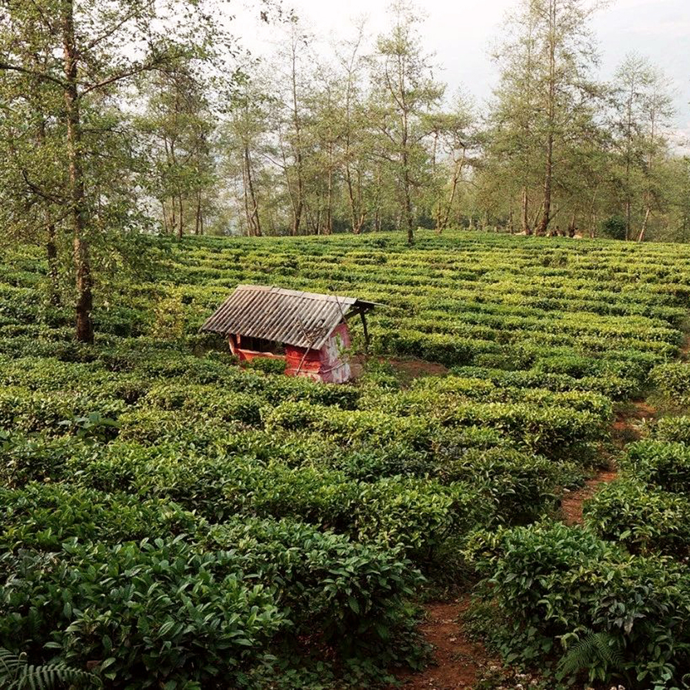 Lincang Bio Sheng Pu Erh 2019 Loose Leaf