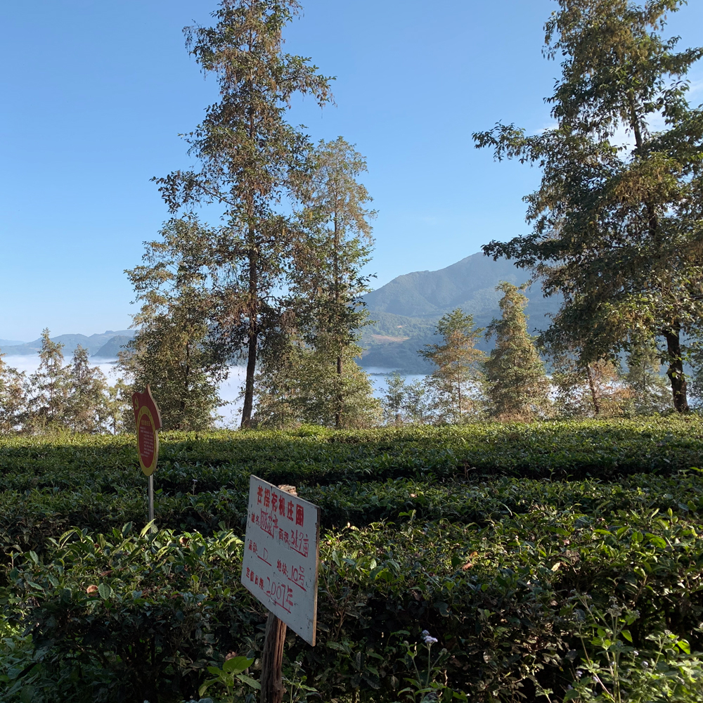 Lincang Organic Sheng Pu Erh 2019 Loose Leaf Lincang Organic Sheng Pu Erh 2019 Loose Leaf