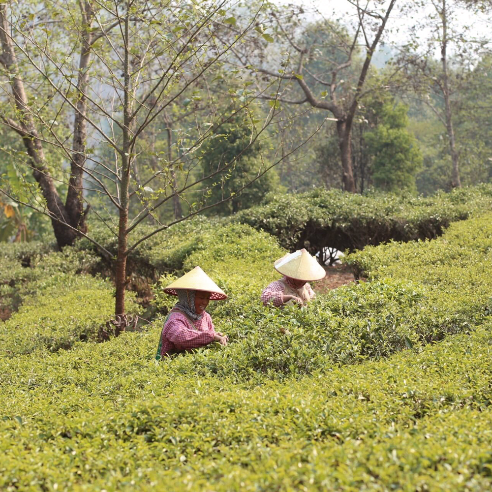 Lincang Bio Sheng Pu Erh 2019 Loose Leaf