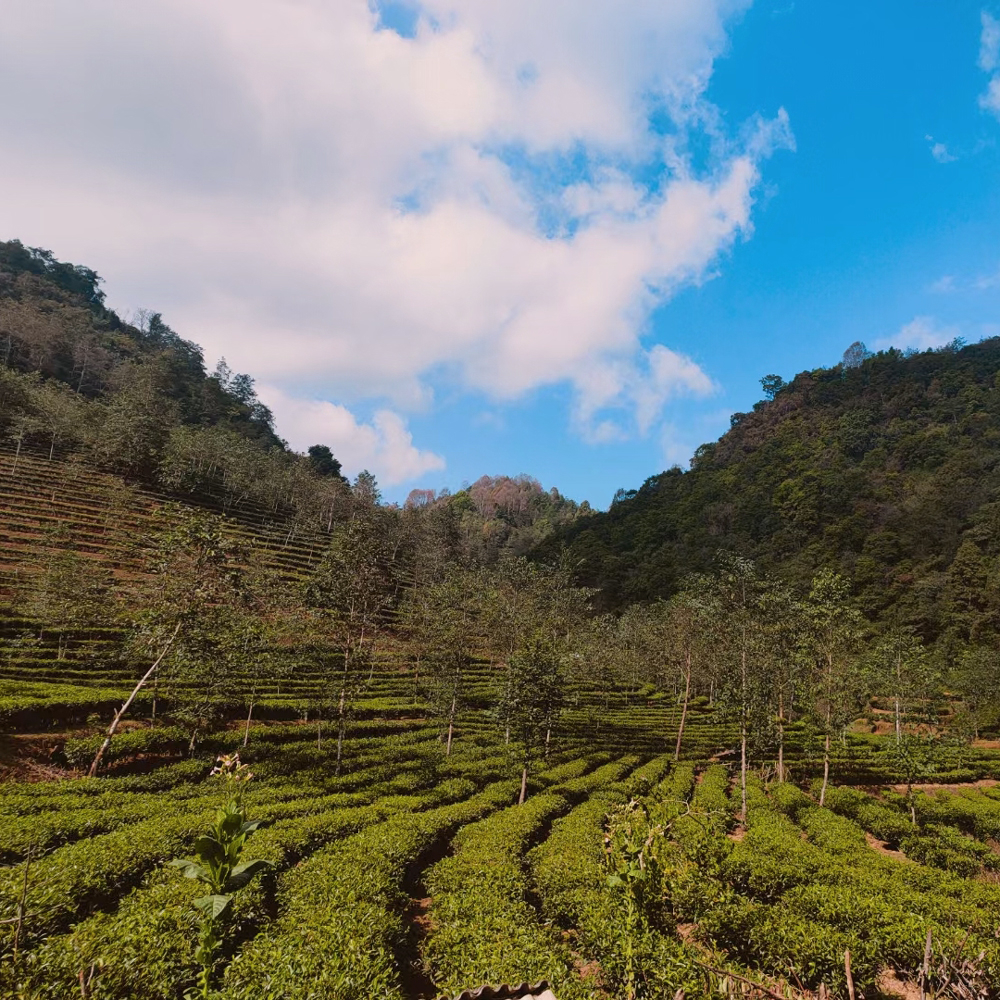 Lincang Bio Sheng Pu Erh 2018 Cake Lincang Bio Sheng Pu Erh 2018 Cake