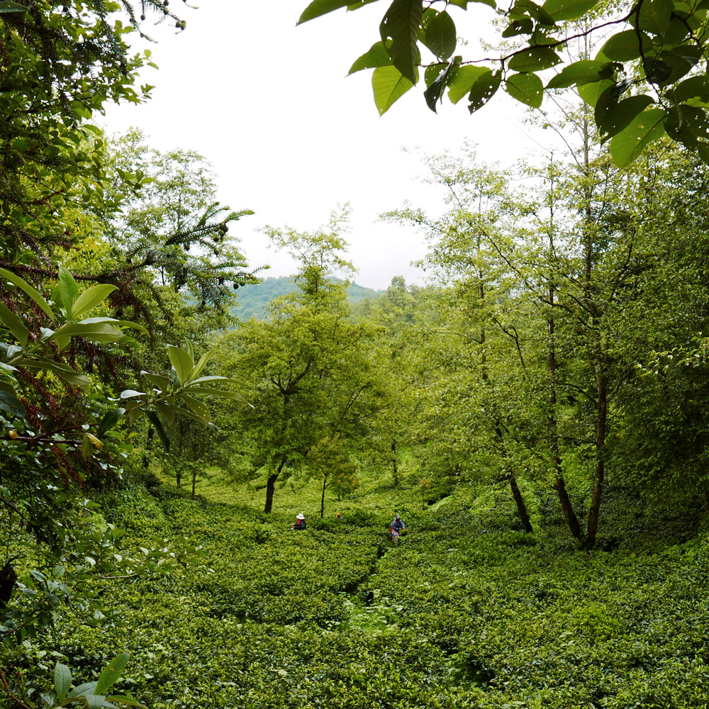 Lincang Organic Sheng Pu Erh 2018 Cake  Lincang Organic Sheng Pu Erh 2018 Cake