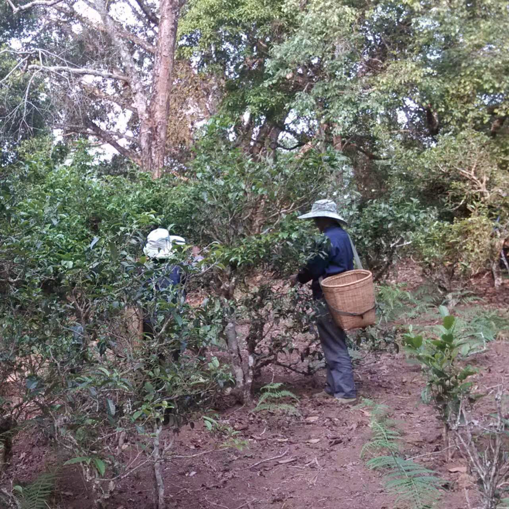 Thé noir au Jasmin Premium Bio