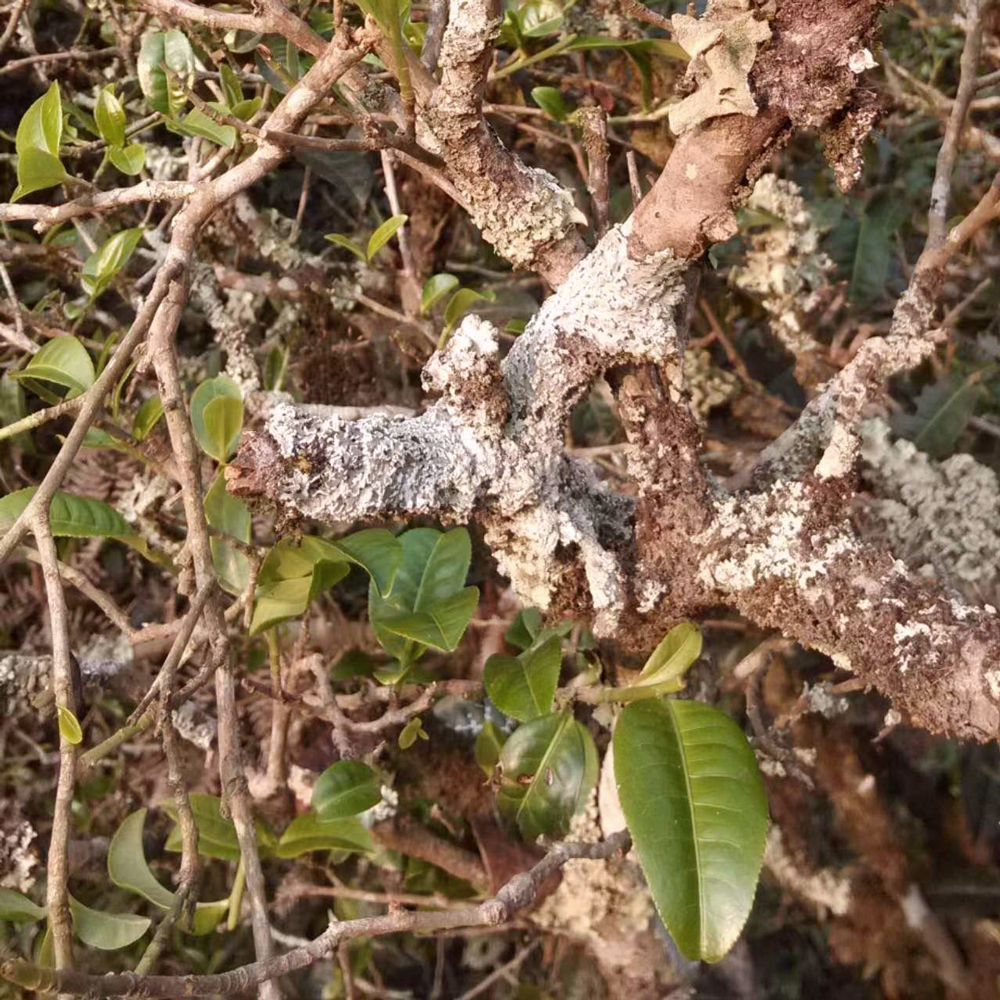 Thé noir au Jasmin Premium Bio