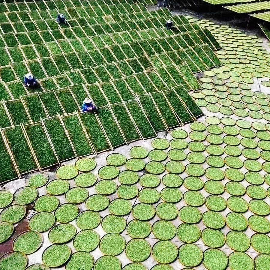 Fujian Silver Needle Organic