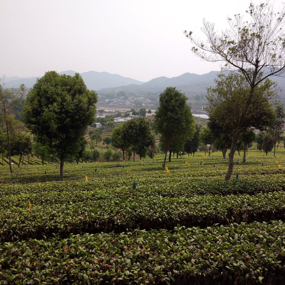 Fujian Silver Needle Organic