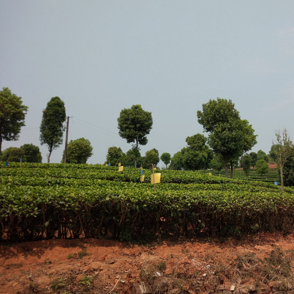 Fujian Aiguilles d'Argent bio