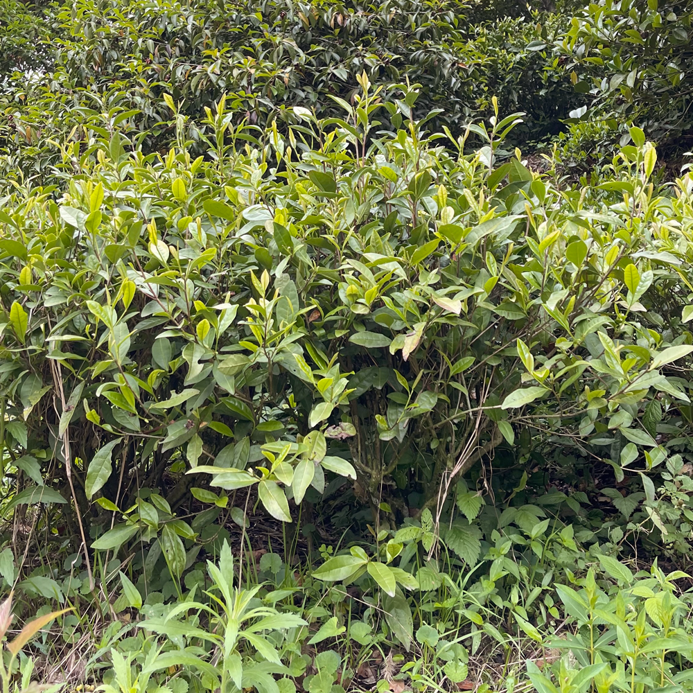 Long Jing Premium Bio Long Jing Premium Bio