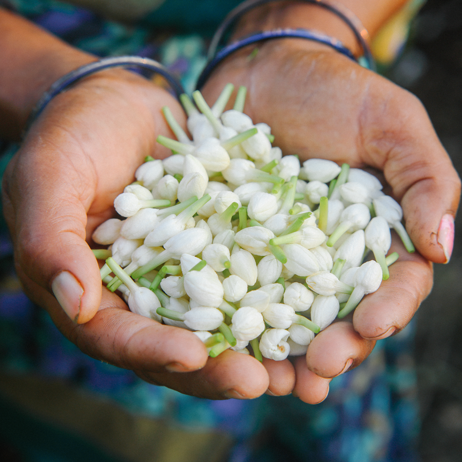 Thé au Jasmin Dragon Pearls Bio