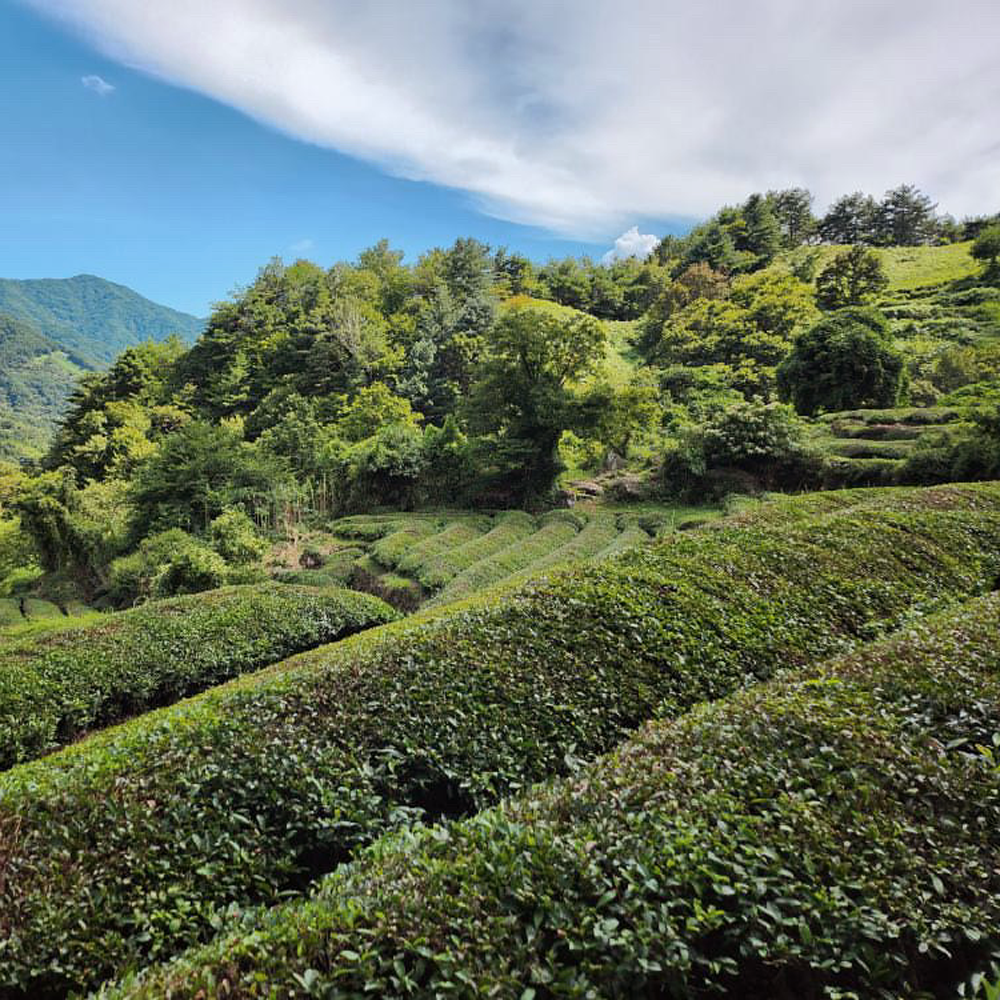 Korean Black Tea Mt. Jiri Balhyocha
