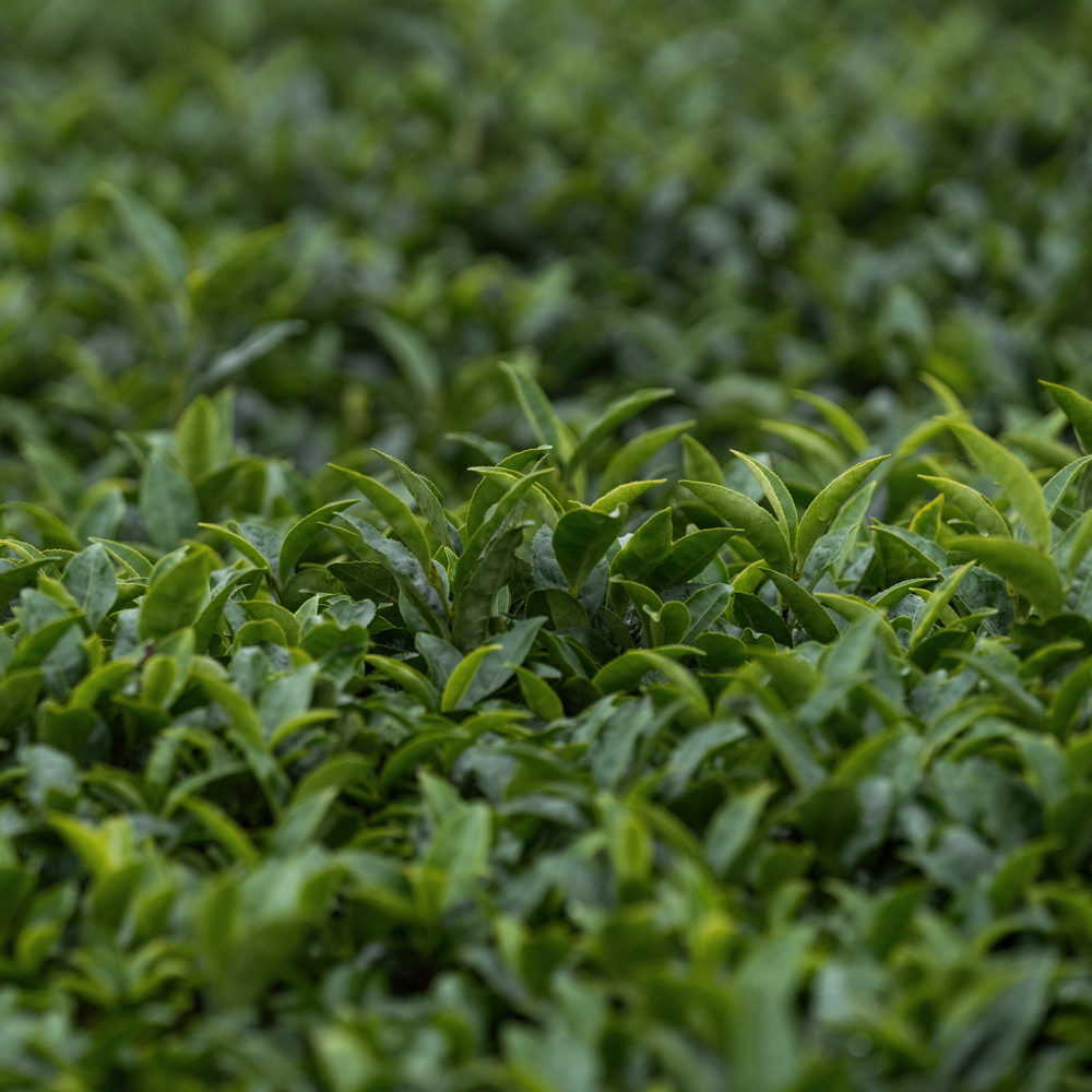 Korean Green Tea Jirisan Joongjak