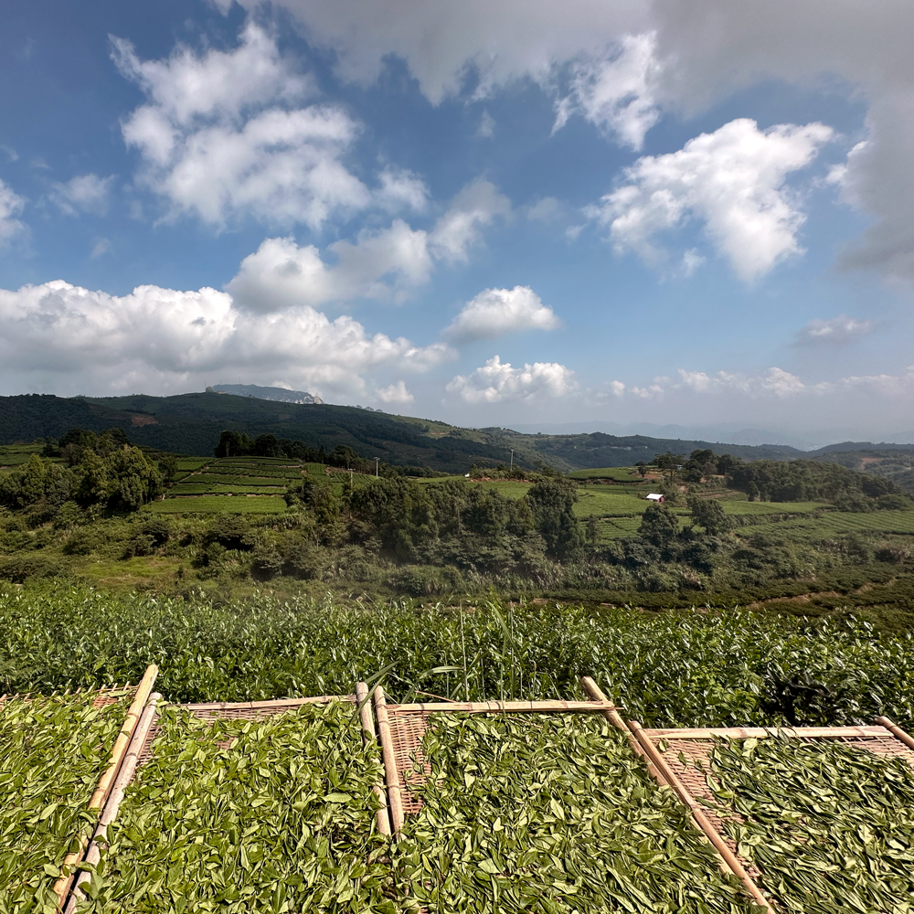 Fuding Silver Needle Imperial Grade