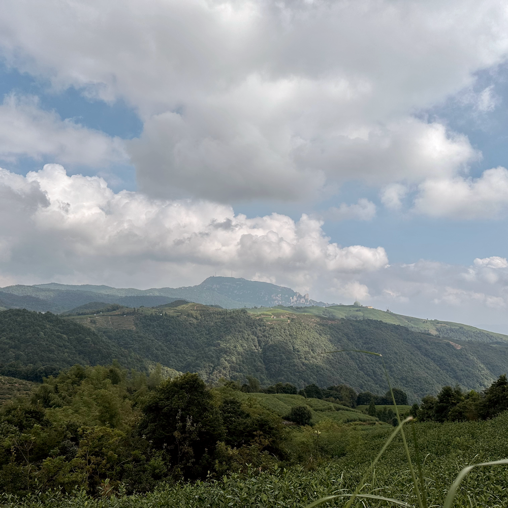 Fuding Silver Needle Imperial Grade Fuding Silver Needle Imperial Grade