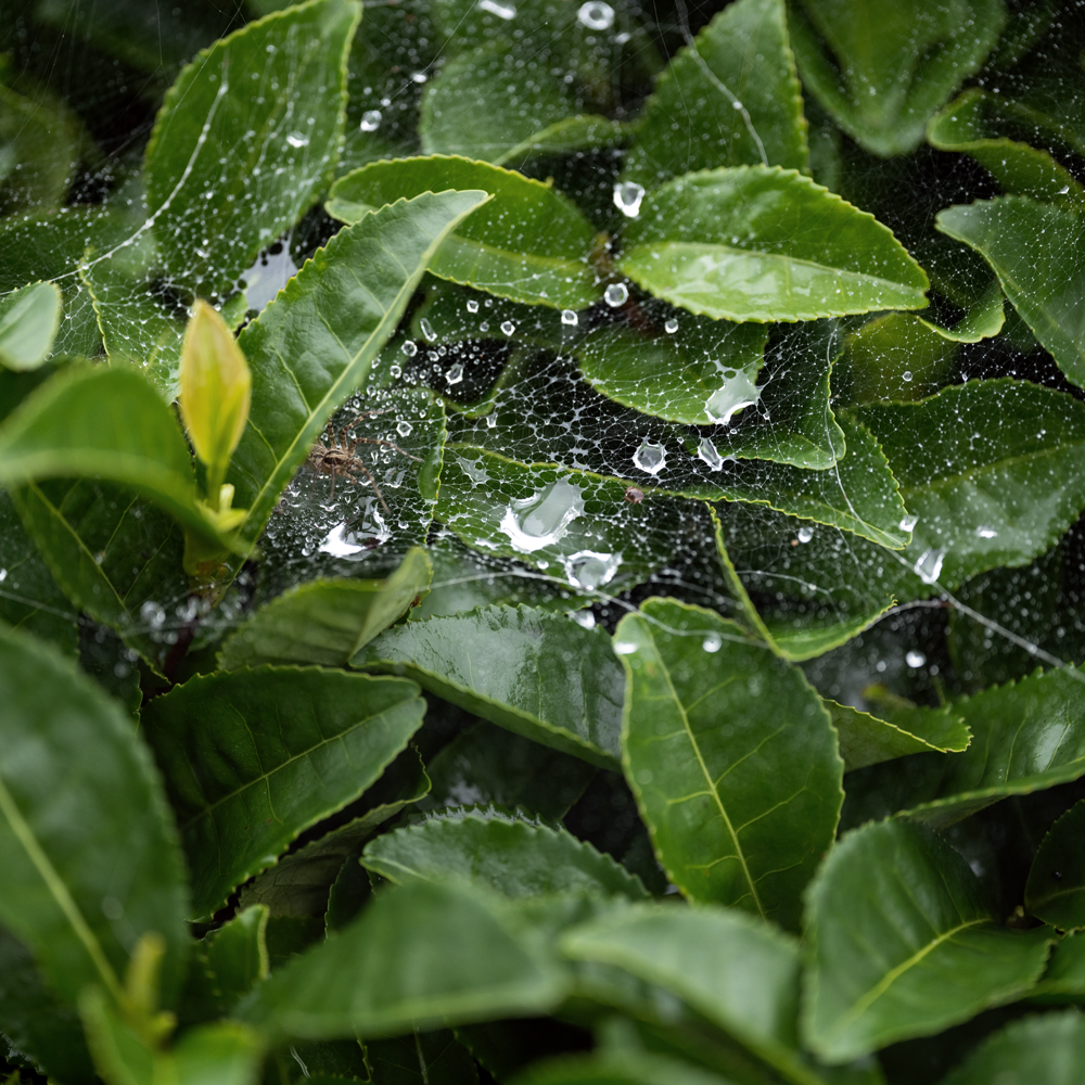 Spring Oolong Minamisayaka