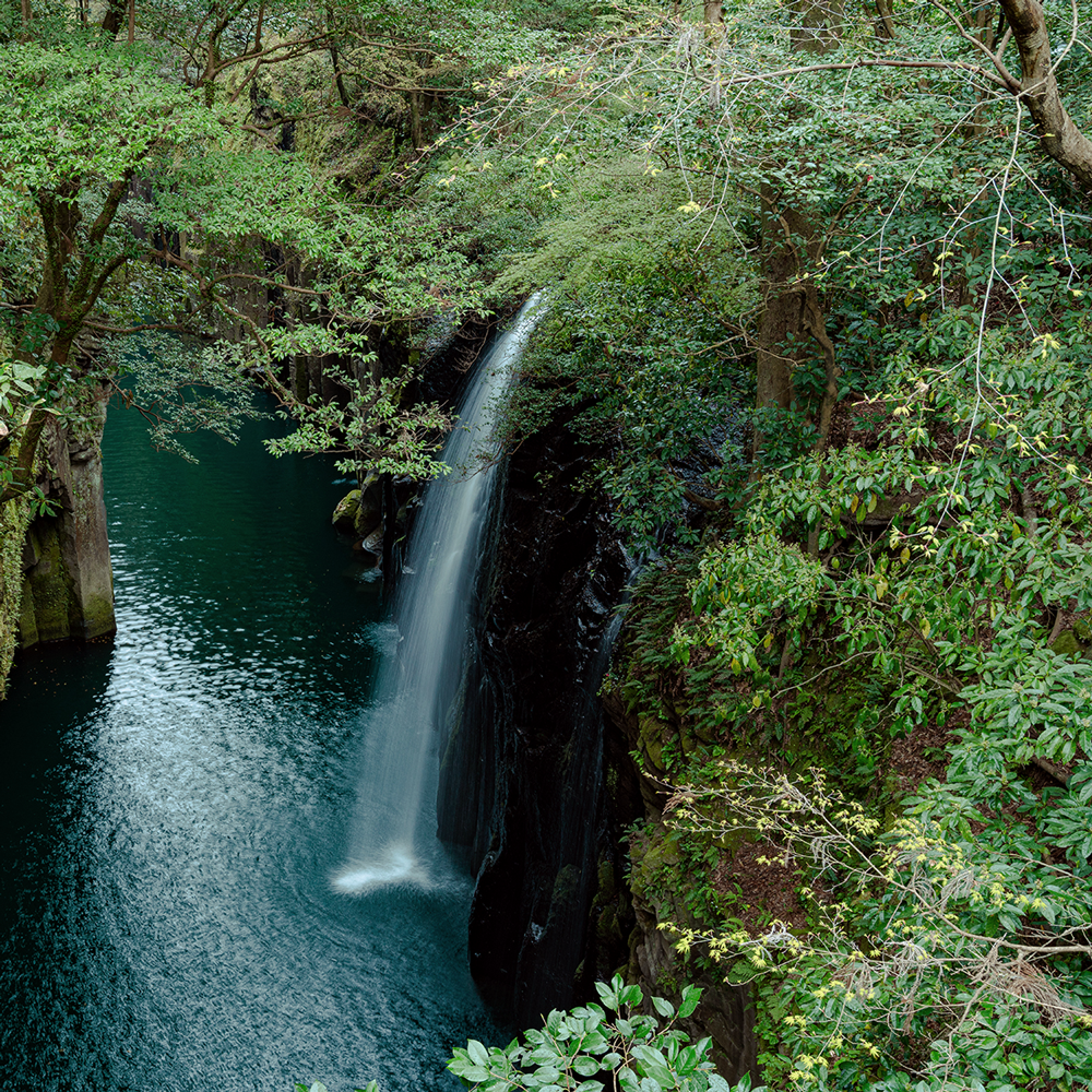 Spring Oolong Takachiho Spring Oolong Takachiho