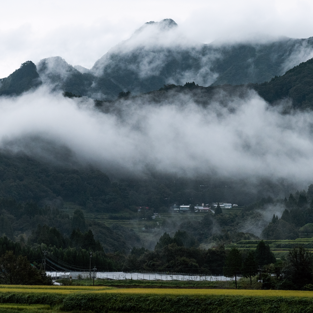 Oolong de printemps Takachiho Oolong de printemps Takachiho