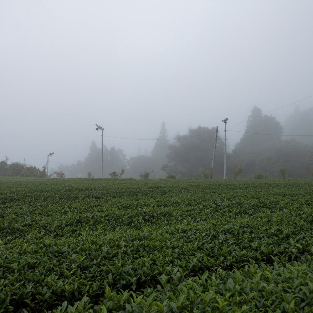 Spring Oolong Koshun