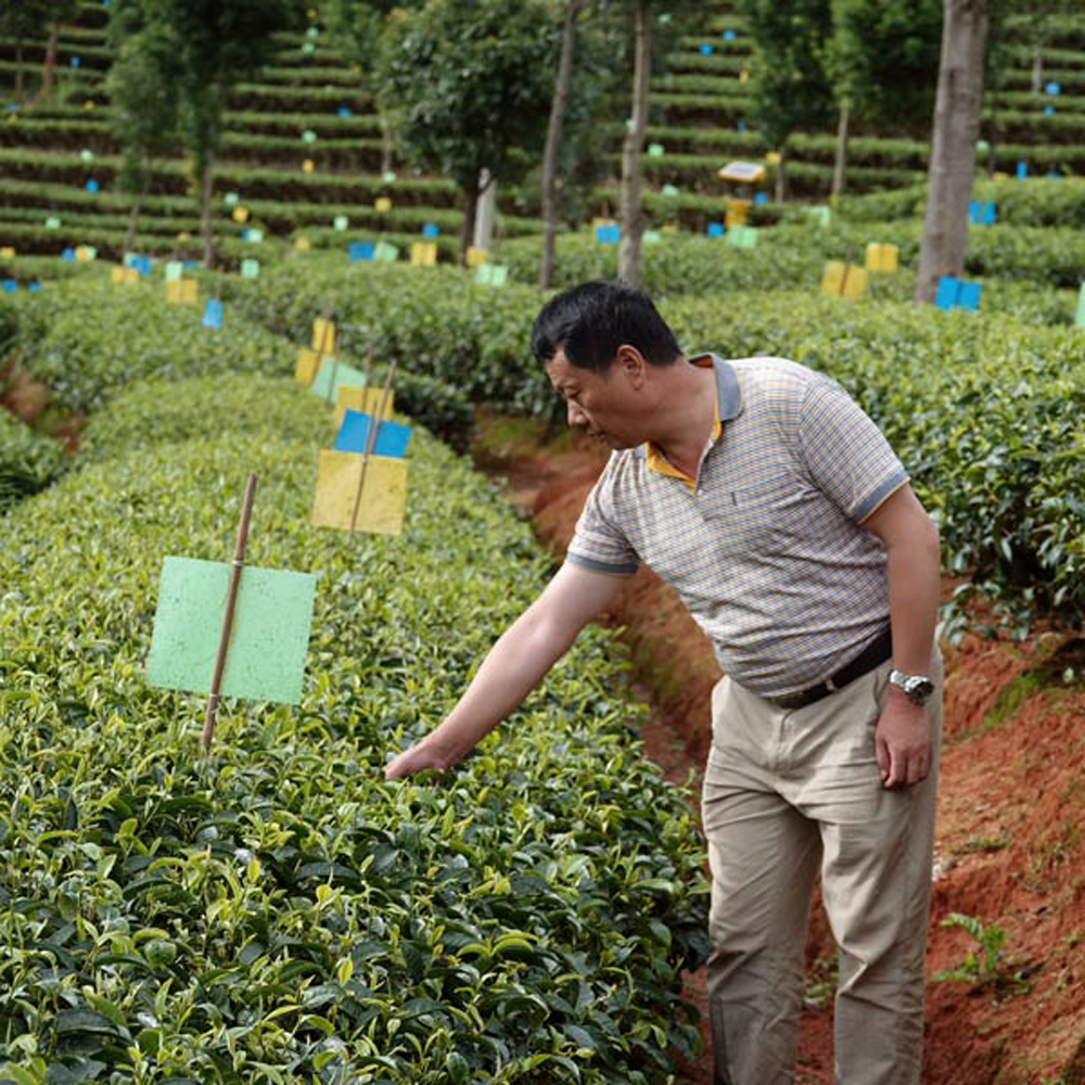 Yunnan Moonlight Aged Cake 2021 Bio (Broken, 40g)