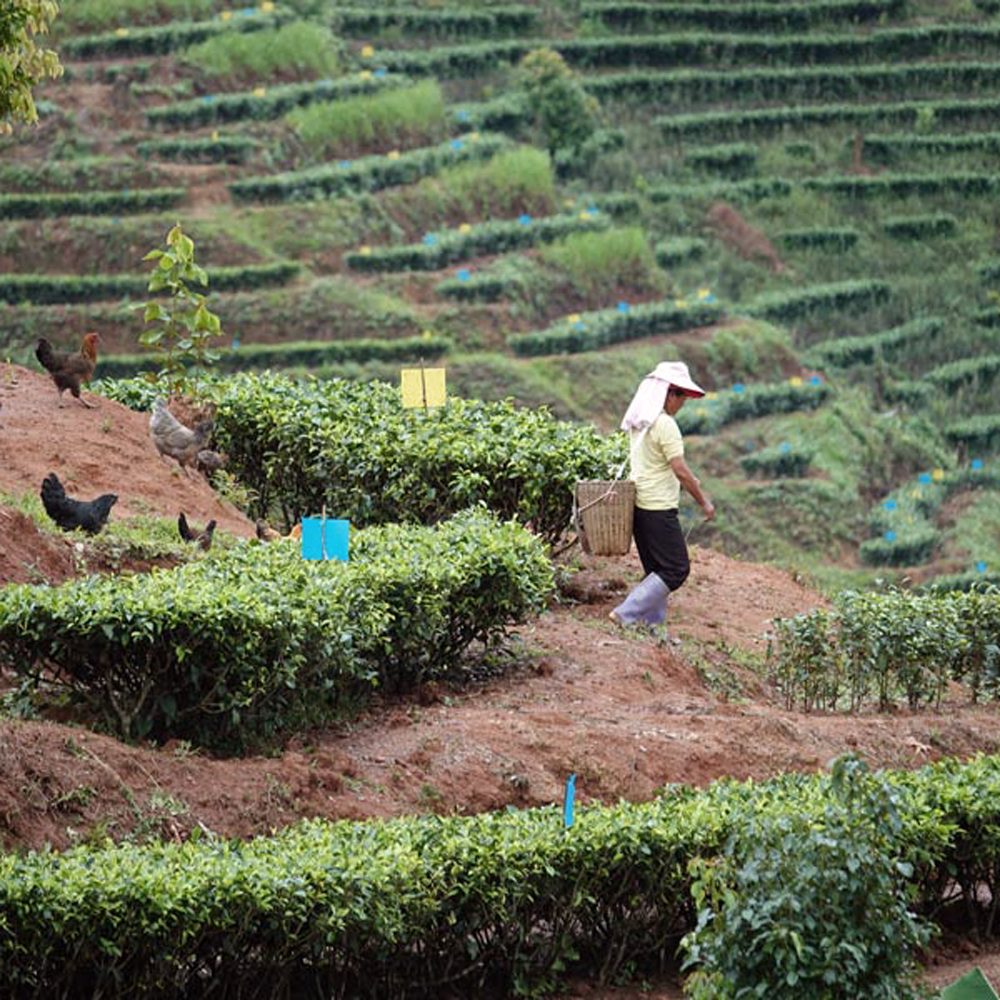 Yunnan Moonlight mûri Cake 2021 Bio (brisé, 40g)