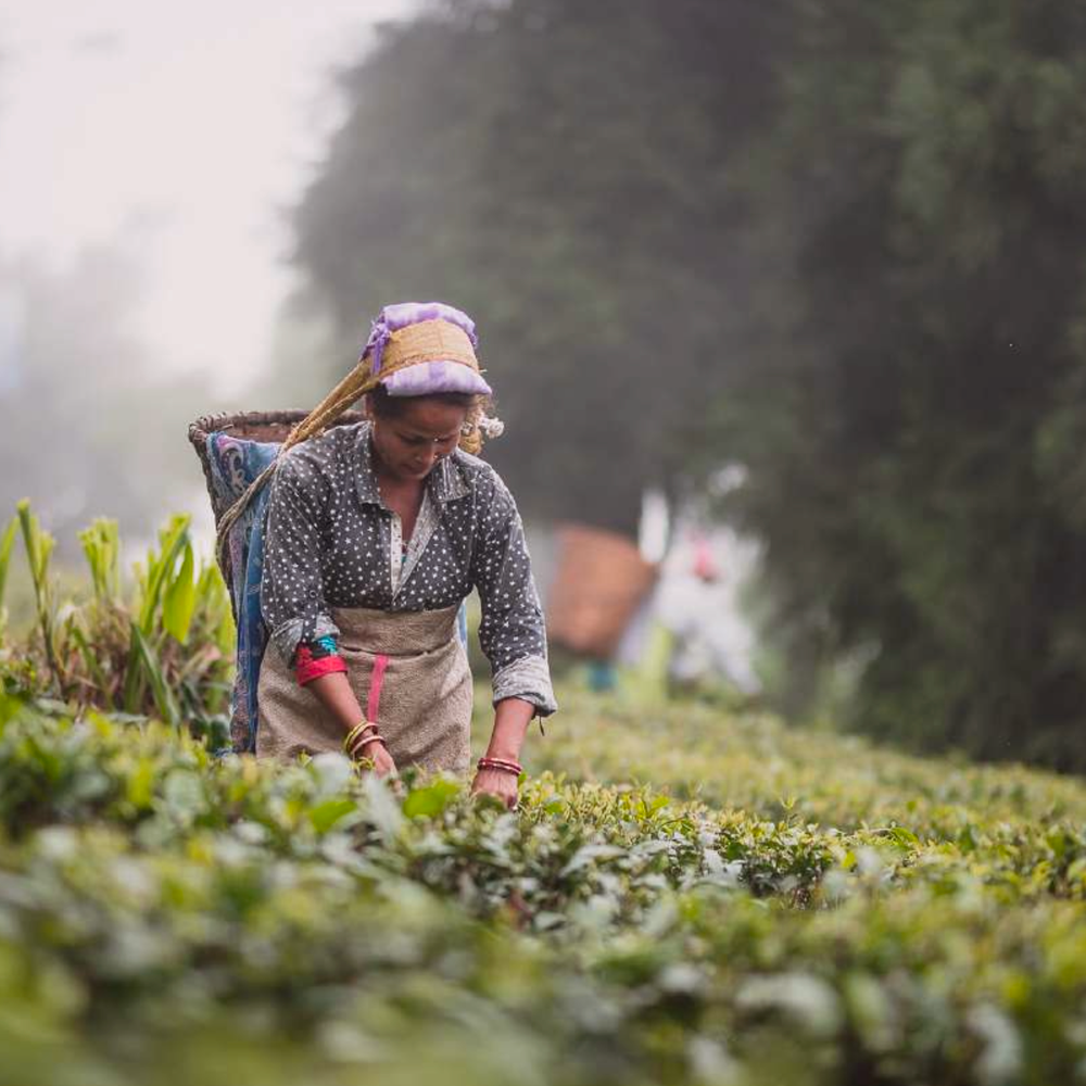 Darjeeling First Flush 2023 Castleton Estate Silver Tips