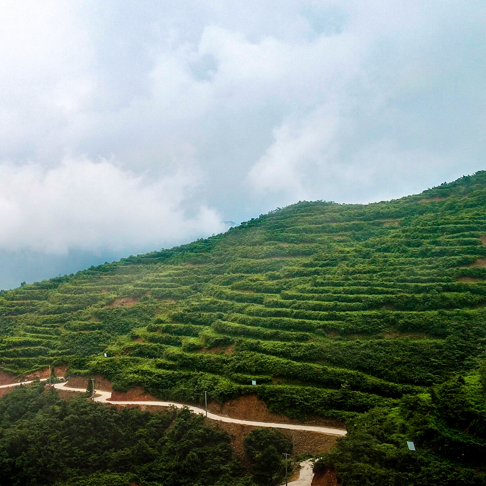 ANHUA FURONG TIAN JIAN 2019 Sans.Pest