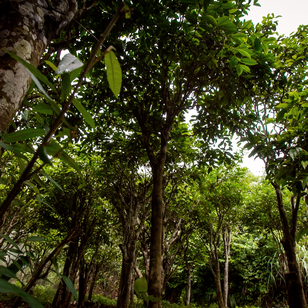 ANHUA CHUAN CHENG TIAN JIAN 2019 Pest.free