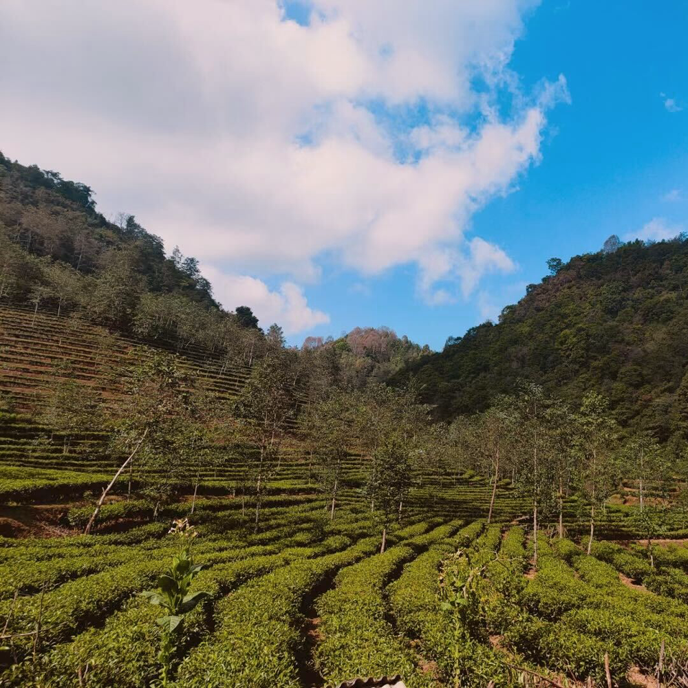 Yunnan Bai Mu Dan Bio