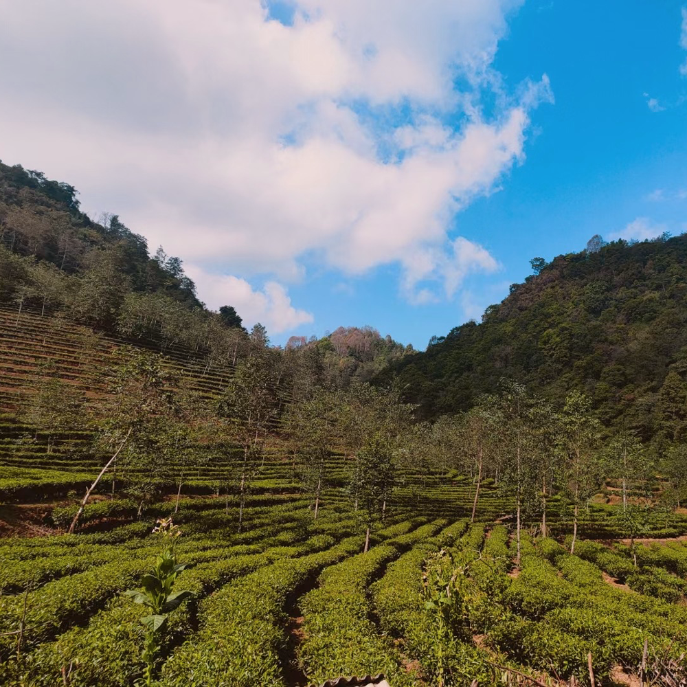 Golden Needle Dianhong Organic Golden Needle Dianhong Organic