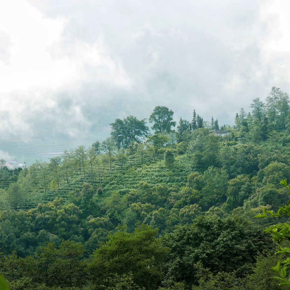 Golden Needle Dianhong Organic Golden Needle Dianhong Organic