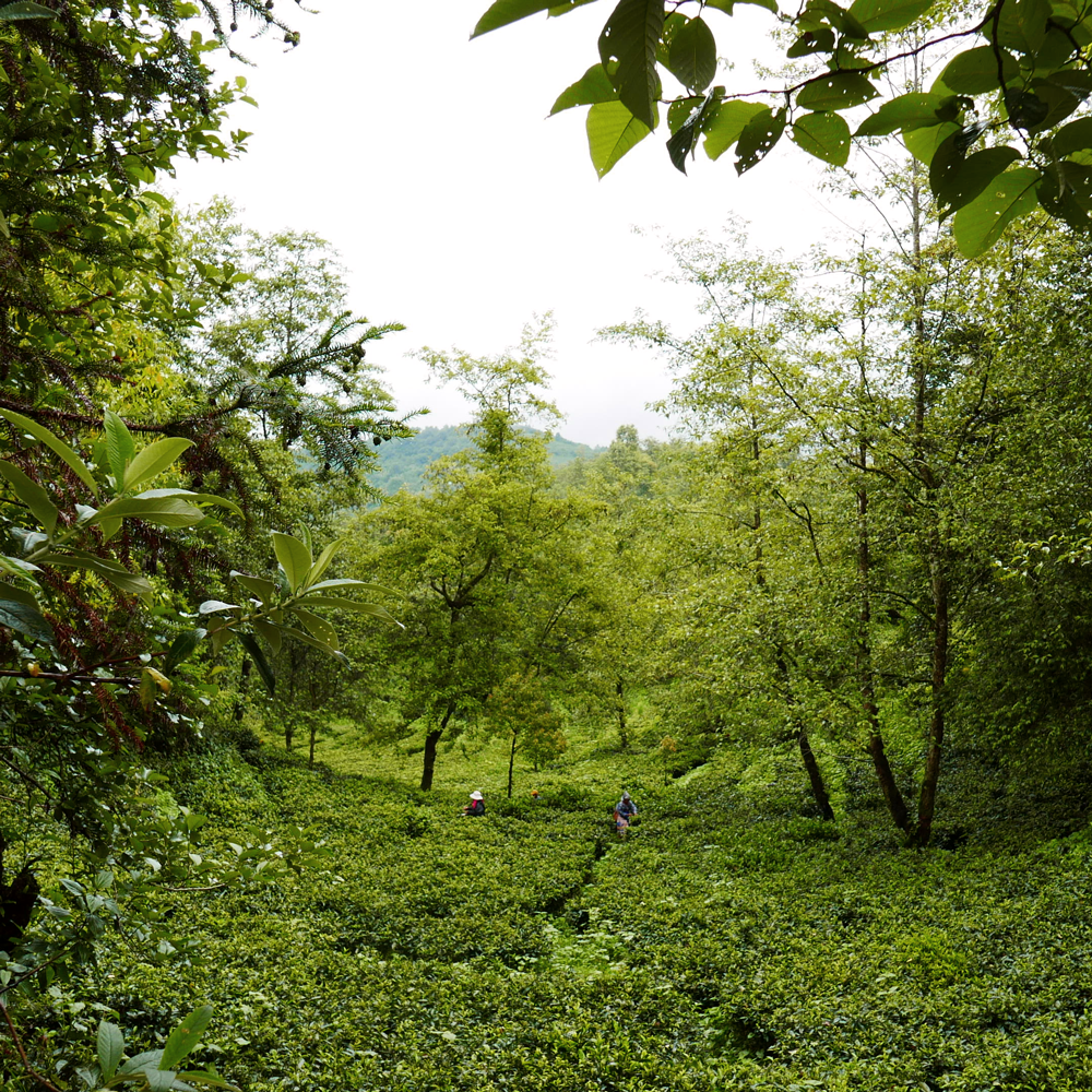 Dianhong Golden Tips Bio