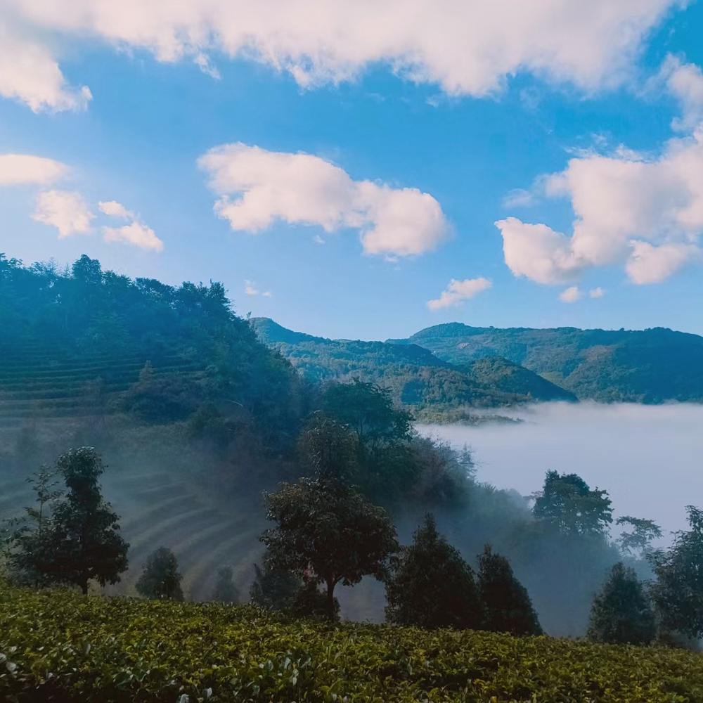 Golden Tips Dianhong Organic