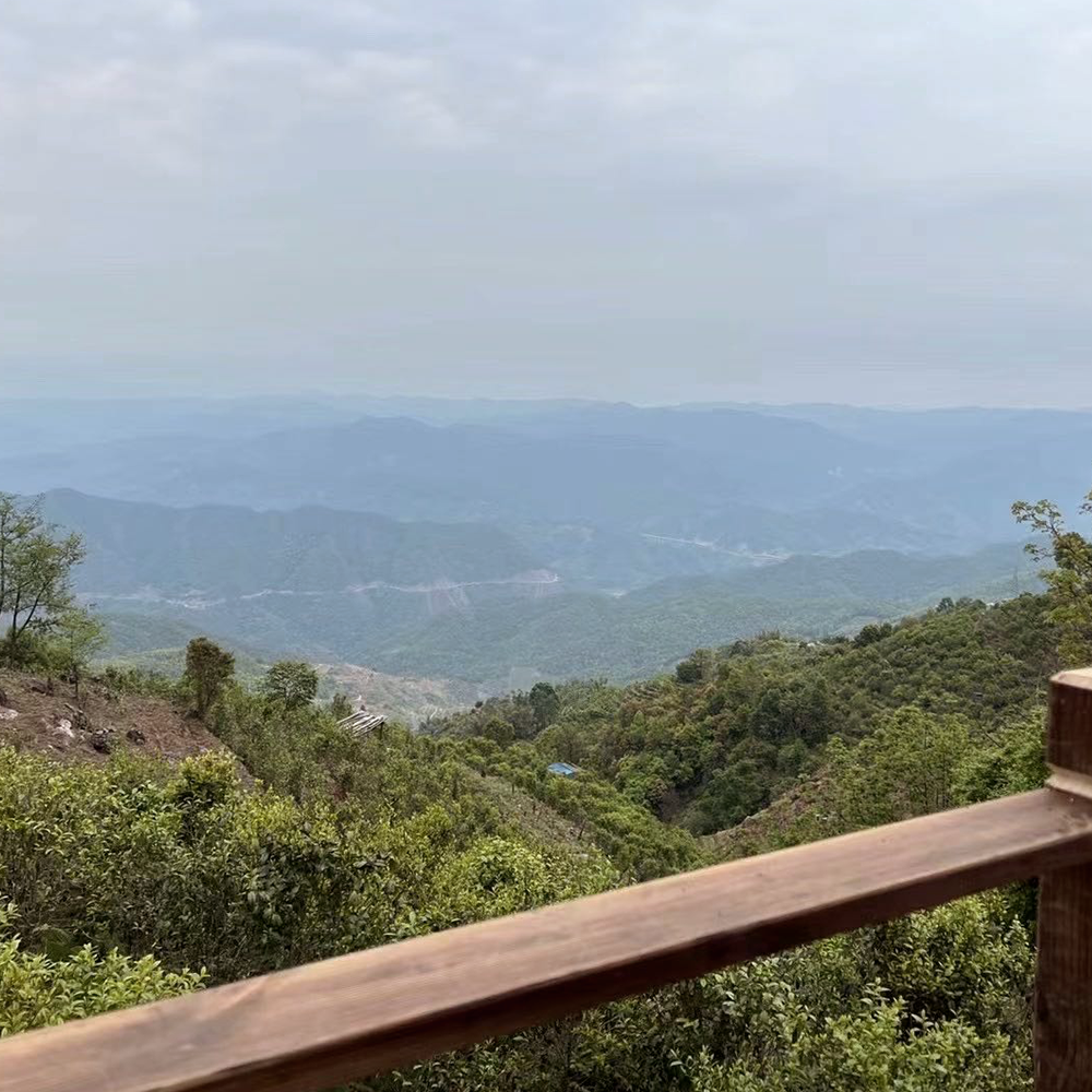 Gushu Bai Mu Dan Tea Bar