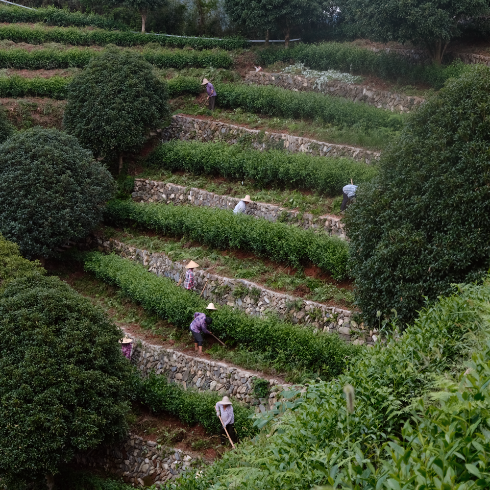 Keemun Mao Feng Premium Bio