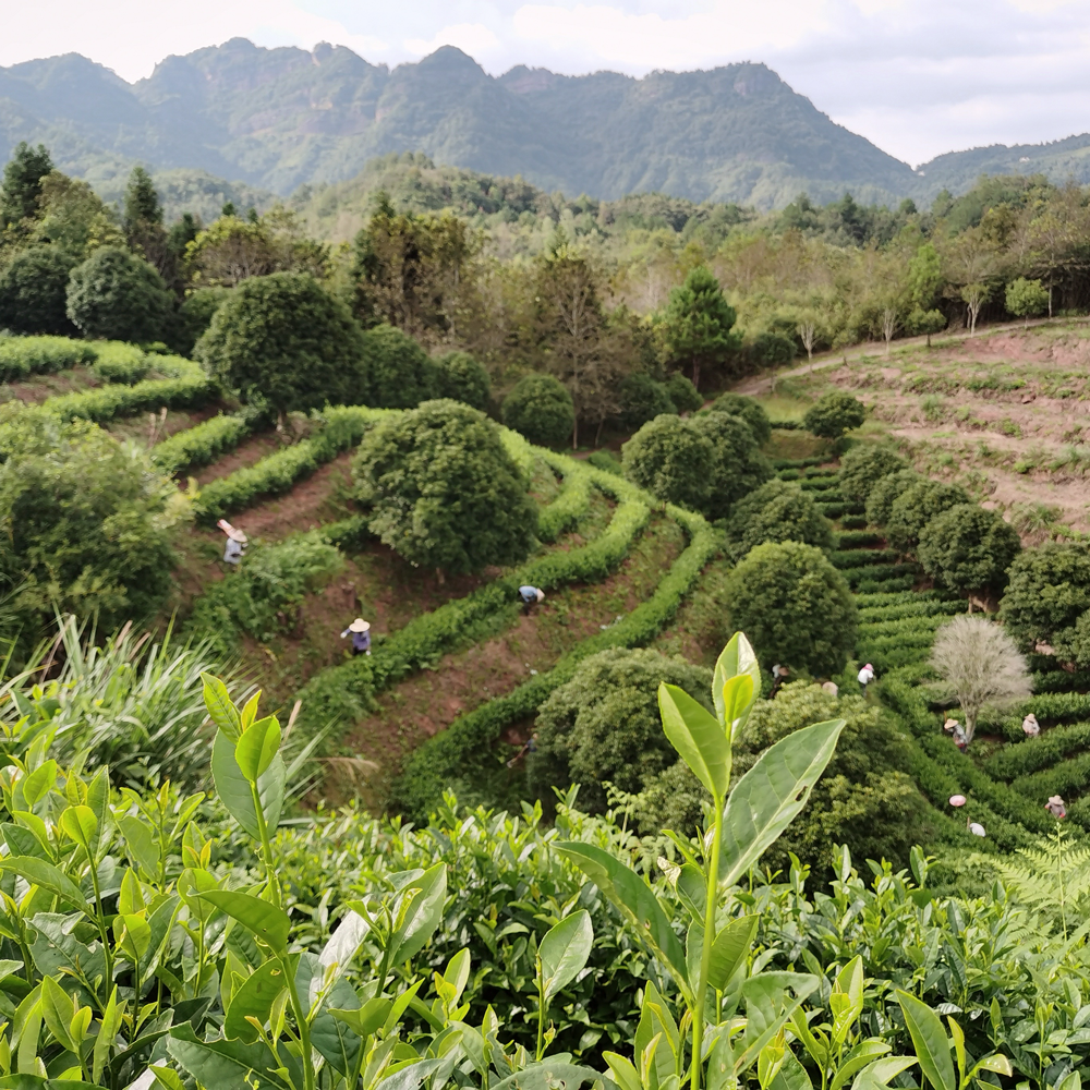 Keemun Mao Feng Premium Organic