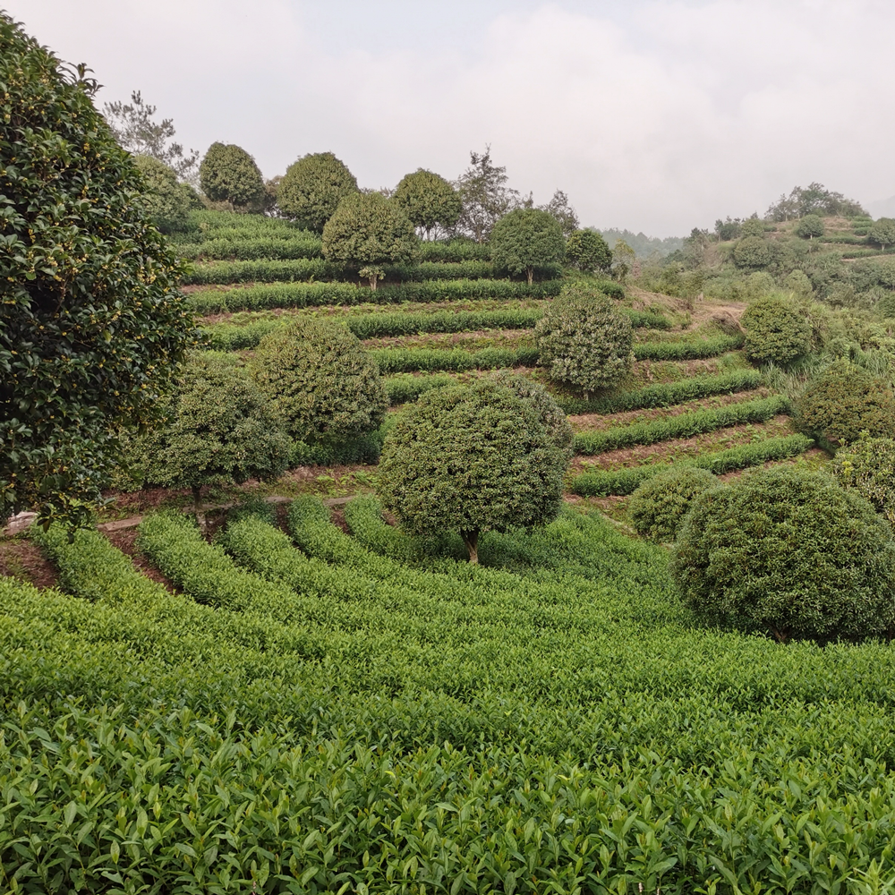 Keemun Mao Feng Premium Bio Keemun Mao Feng Premium Bio