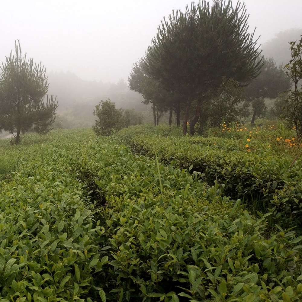 Guangxi Silver Needle Guangxi Silver Needle
