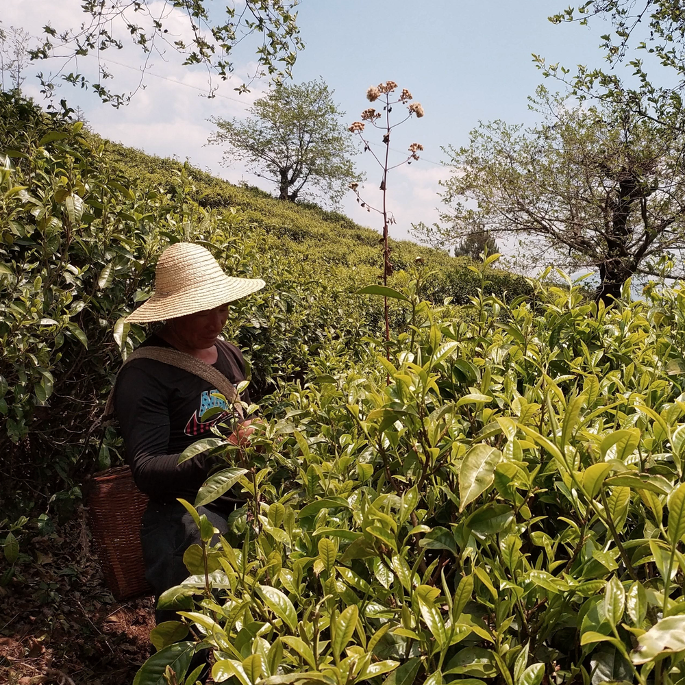 Guangxi Aiguilles d'Argent Guangxi Aiguilles d'Argent