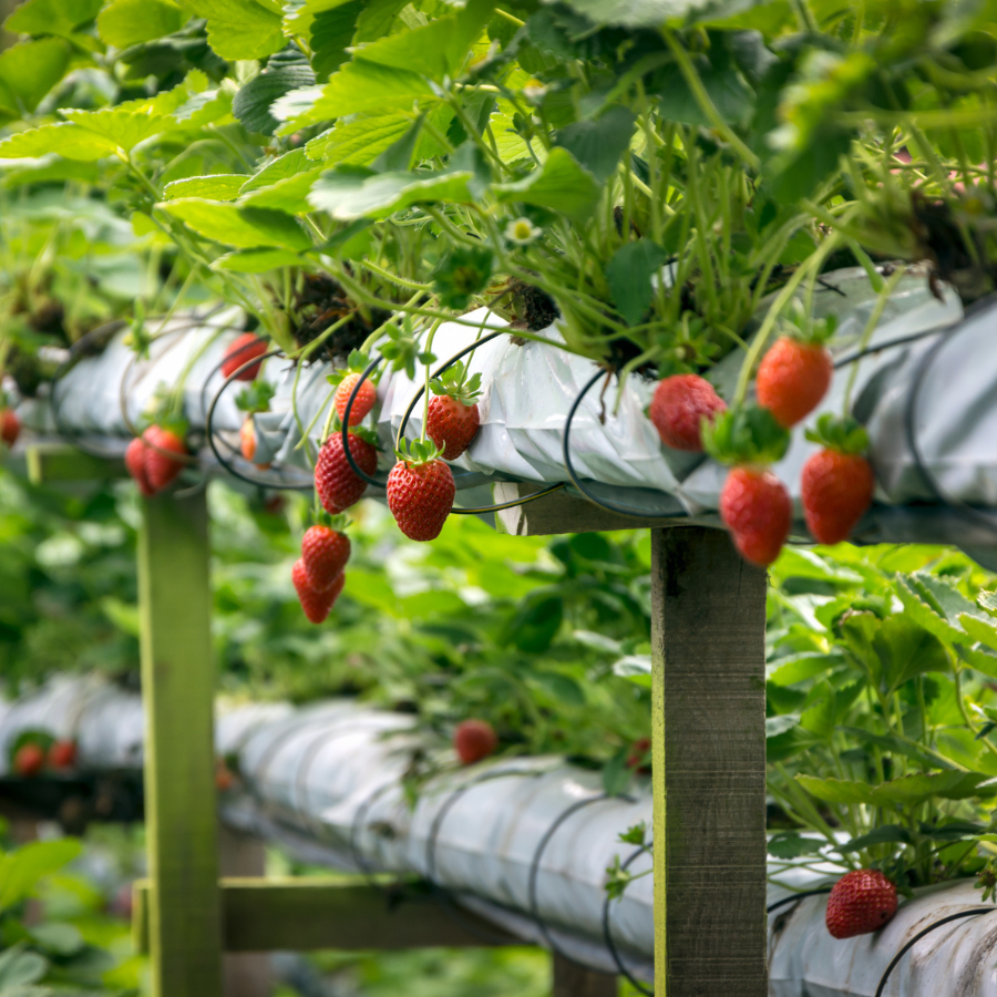 Strawberry Caramel Edible Tea