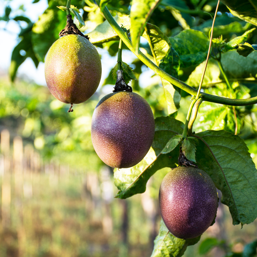 Passion Fruit Blueberry Caramel Edible Tea