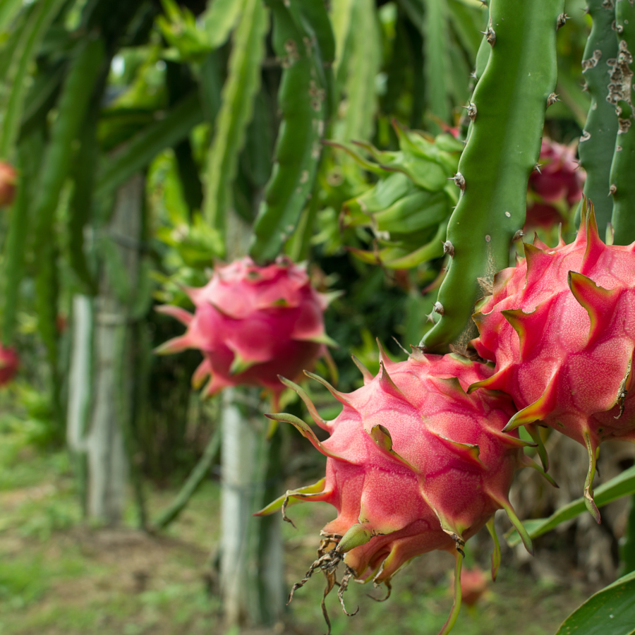 Infusion comestible pitaya myrtille caramel