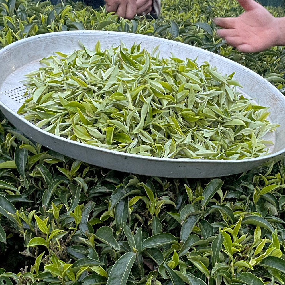 GURANSE AUTUMN FLUSH ANDANG BIO