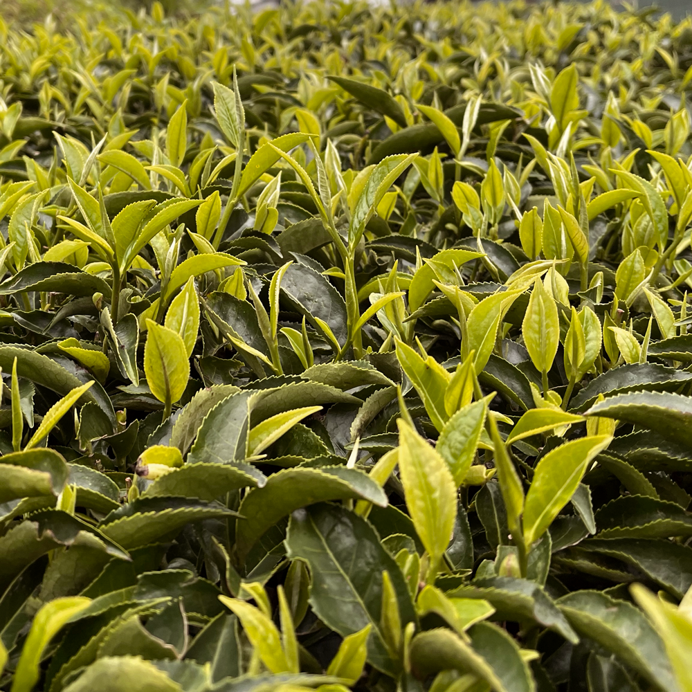 Guranse Autumn Flush Andang Organic