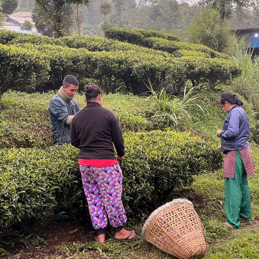 Guranse Autumn Flush Andang Organic