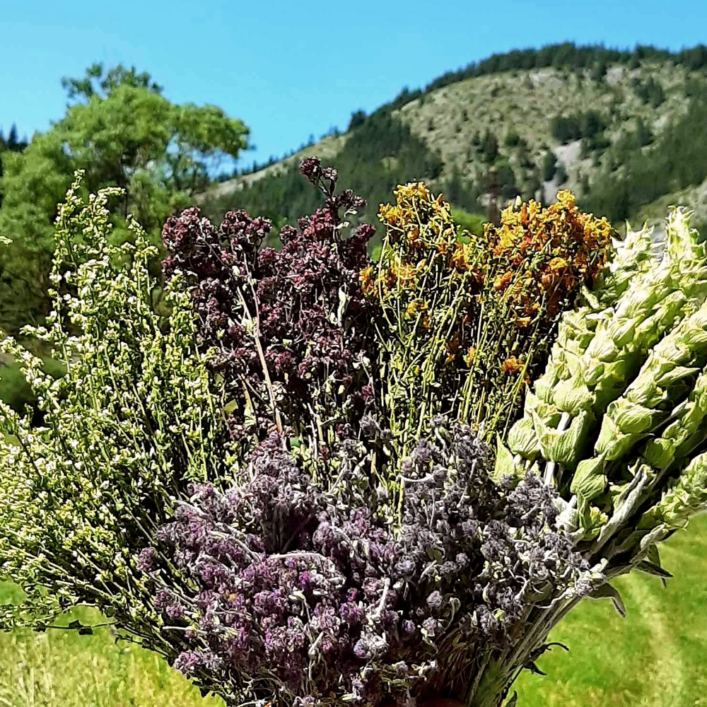Mursalski Mélange de prairie Mursalski Mélange de prairie