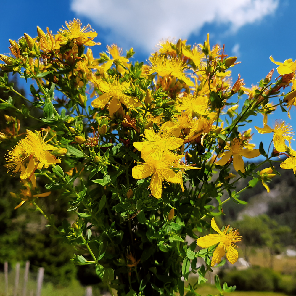 Mursalski Mélange de prairie Mursalski Mélange de prairie